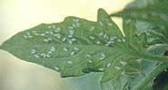 Mosca Blanca Agente causal: Aleurothrixus sp Sintomatología: Las hojas se decoloran y adquieren un aspecto amarillento.