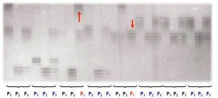 Marcadores moleculares (MM) en la caracterización genética del material genético parental y avanzado del PMGA Desde 2010, el laboratorio de Biotecnología de INIA Quilamapu está utilizando los