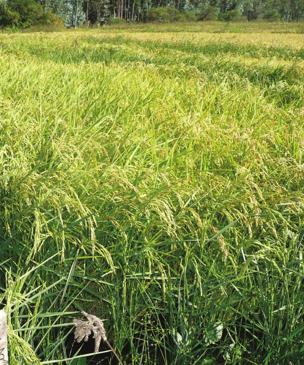 Producción de Arroz: Buenas Prácticas Agrícolas (BPA) 0 kg N 14.0 a 10.0 8.0 a ab b a a 80 kg N 160 kg N ab a b 6.0 4.0 www.chilearroz.cl 12.0 2.0 0.0 Inceptisol2 Vertisol2 Suelos Figura 1.4. Rendimiento de grano en arroz Zafiro-INIA temporada 2011-12.