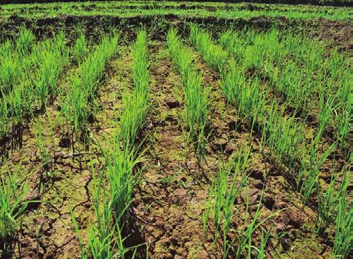 Para el caso de la futura variedad de arroz Clearfield, el herbicida bajo evaluación es el Eurolightning, utilizado en Colombia en arroz Clearfield.