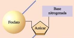 COMPONENTES: LOS NUCLEÓTIDOS Son las unidades estructurales de los ácidos nucleicos.