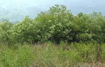 La chilca o carqueja (Baccharis halimifolia) en Urdaibai El deterioro biológico de los hábitats supramareales a causa de su colonización por plantas exóticas invasoras es un fenómeno estudiado en