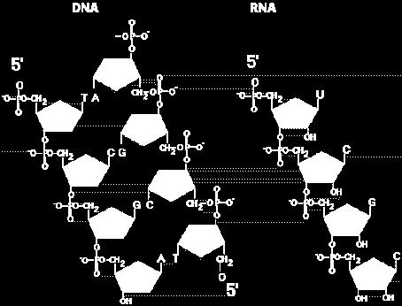 Els enllaços que uneixen el sucre amb la base s anomena enllaç N-glicosìdic, el que uneix el sucre amb el grup fosfat s anomena fosfoesteàric, el que uneix dos