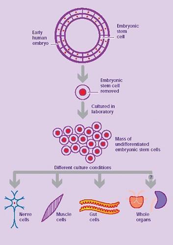 Clonació És l ús de mètodes asexuals per produir còpies exactes d un individu. Per fer-ho cal l existència de cèl lules pluripotencials (no diferenciades), les cèl lules mare.
