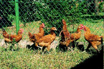 Pollos de la raza Prat doméstico y de caza de granja y el Real Decreto 2087/1994, por el que se establecen las condiciones sanitarias de producción y comercialización de carnes frescas de aves de