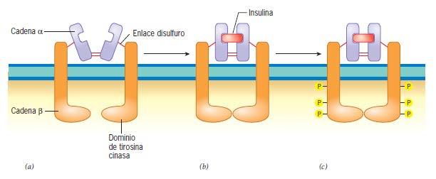 Figura 15.24 Respuesta del receptor para insulina a la unión con ligando.