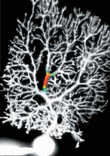 Figura 15.27 Demostración experimental de la liberación localizada de Ca 2+ intracelular dentro de la dendrita de una neurona.