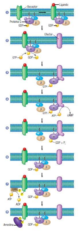 Figura 15.6 El mecanismo de activación (o inhibición) mediado por receptor de los efectores mediante las proteínas G heterotriméricas.