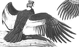 Cuando extiende las alas, el cóndor macho puede alcanzar 10 pies de punta a punta. 1 El cóndor de los Andes es un pájaro impresionante porque es el ave más grande del mundo que puede volar.
