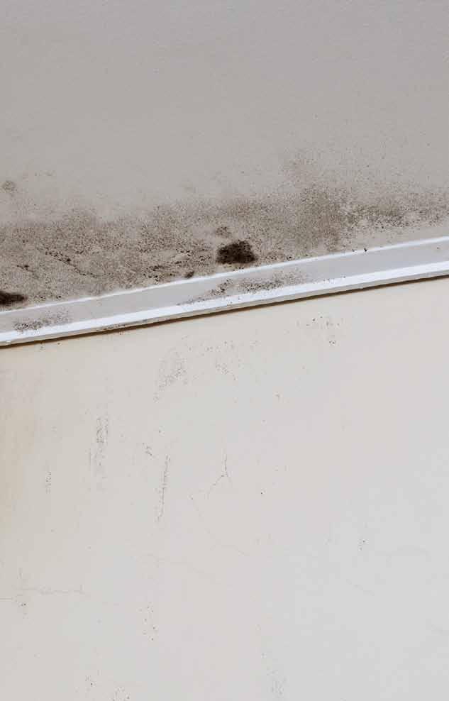 Cómo eliminar el moho y prevenir su crecimiento en paredes interiores? TIEMPO INDICATIVO DE APLICACIÓN 2 días Qué necesito?