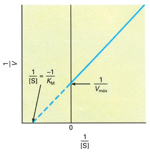 Cálculo de K m y V max por ecuación de Lineweaver-Burk Dobles recíprocos de ecuación de Michaelis-Menten K m V