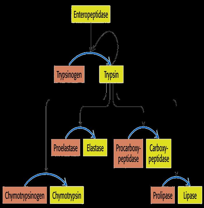 Activación por Ruptura Proteolítica: Enzimas Digestivas Enzimas proteolíticas (proteasas) del estómago y páncreas Estómago: Pepsinógeno H + Pepsina