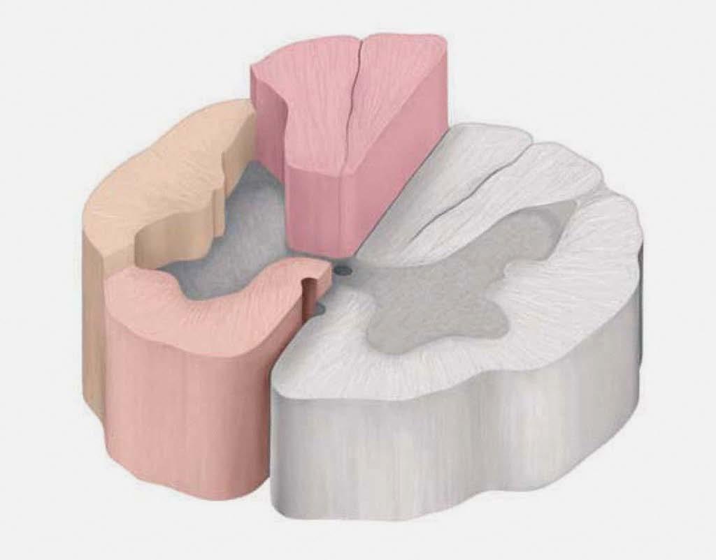 Sustancia blanca -Cordones anteriores, laterales y posteriores (alrededor de la sustancia gris) -Limitados por surcos : Surco medio anterior y