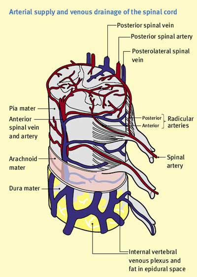 espinal Arteria