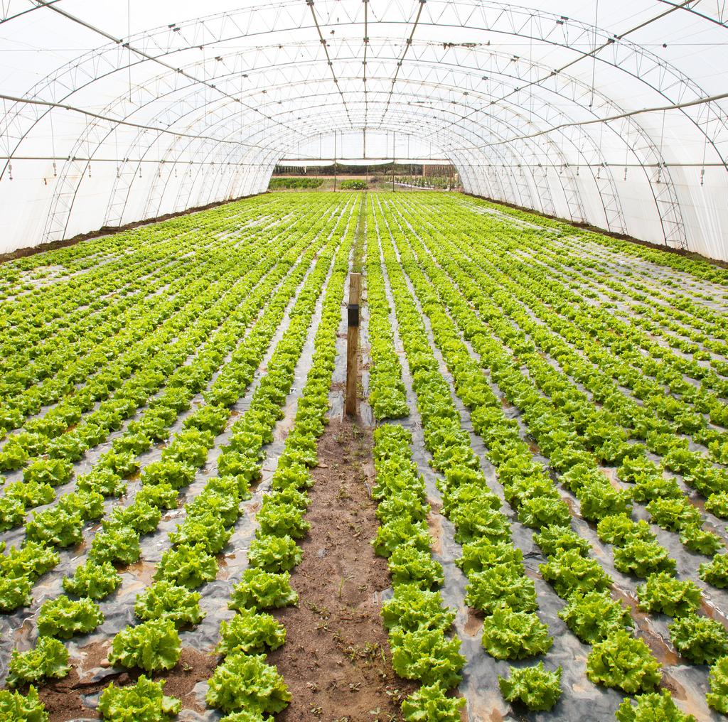 Dow Packaging & Specialty Plastics Invernaderos agrícolas Utilizados para cubrir el area de cultivo, los invernaderos agricolas ayudan a controlar la temperatura y la humedad del ambiente interior,