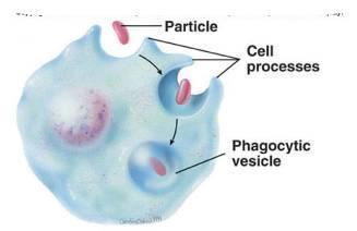Patogenicidad Intracelular Algunas bacterias crecen dentro de PMN y