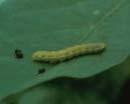 La larva es de color variable, generalmente verde, aunque puede llegar a ser de color marrón, dependiendo de la alimentación e incluso de si están agrupadas (más oscura) o aisladas.