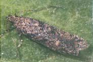 La larva de tipo eruciforme, presenta 4 estadios.