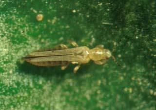 4.6.- Trips de las flores (Frankliniella occidentalis) Se trata de un insecto polífago que coloniza y parasita un gran número de plantas cultivadas y espontáneas.