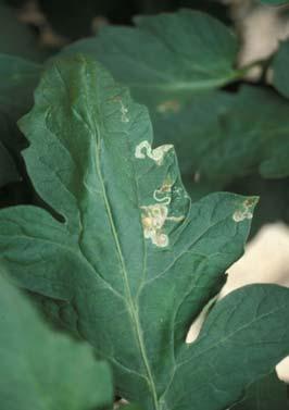 Los daños directos se producen cuando los adultos para alimentarse o para realizar la puesta producen picaduras en las hojas.