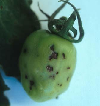 En frutos se observan pústulas negras redondeadas que no sobrepasan 2mm de diámetro, desprovistas de halo grasiento y a menudo con un "ojo" más claro en el centro.