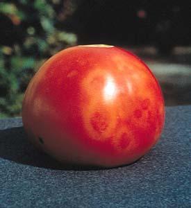 Planta de tomate y fruto afectados por el virus del mosaico del tomate. Estimación del riesgo Muestreo: Los muestreos se realizarán durante todo el cultivo.