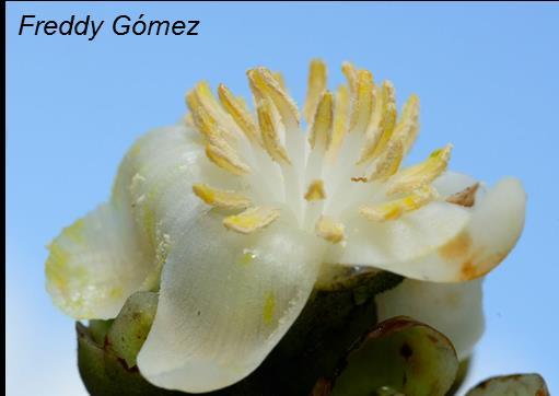 2 FLORA Freddy Gómez En el Parque Nacional Natural Las Orquídeas se ha reportado gran variedad de especies de