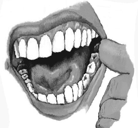 iseño y función de los dientes (Ver Figura 2) 10 Los dientes están diseñados para cumplir funciones diferentes: unos cortan, otros desgarran y otros mastican.