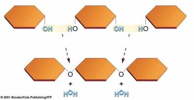 AGUA Molécula inorgánica indispensable para todo ser vivo. Es una molécula covalente polar. La molécula no tiene carga neta. El oxígeno tiene una leve carga negativa.
