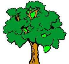 La classificació de les plantes Podem classificar les plantes en arbres, arbustos i herbes Un arbre és una planta que té una sola