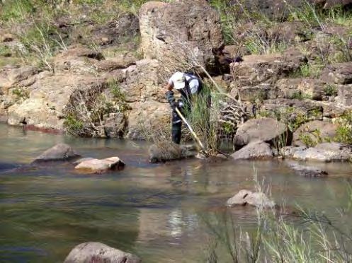 Formulación de una guía metodológica estandarizada para determinar la calidad ambiental de las aguas de los ríos de El Salvador, utilizando insectos acuáticos 10 7.