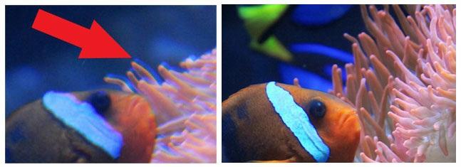 fantasma de color (púrpura) del sujeto. Esto se debe a la forma en que la luz pasa a través de la cara del acuario. La foto de la izquierda es un ejemplo de refracción.