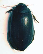 Los macroinvertebrados acuáticos de la rambla de Tabernas Meladema coriacea, especie de la Familia Dytiscidae entre mayo y octubre principalmente.