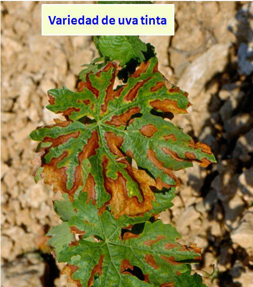 Foto 2: Diferencia síntomas hojas yesca según variedad (M. Rodríguez).