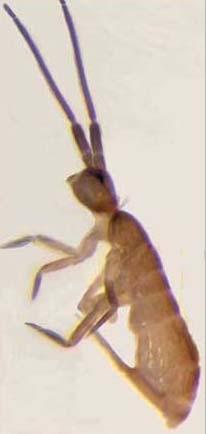 Insecta Or. Ephemeroptera Fam.