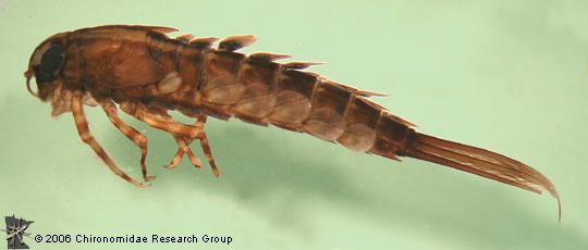 Heteroceridae Propiedad/Autor: Dr. Leonard C.