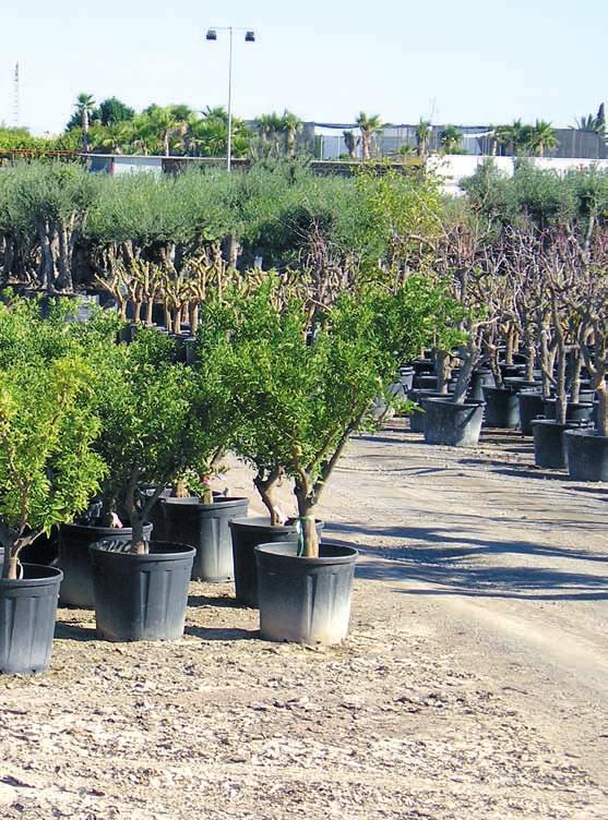 Planta ejemplar recuperada La comercialización de plantas de gran tamaño es la que ha proporcionado el mayor volumen de negocio al sector ornamental alicantino.