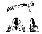 Forma en A con piernas separadas Desde posición de push up con brazos extendidos y piernas separadas a la anchura de los hombros, aproximar las piernas a los brazos (sin mover los brazos), sin saltar