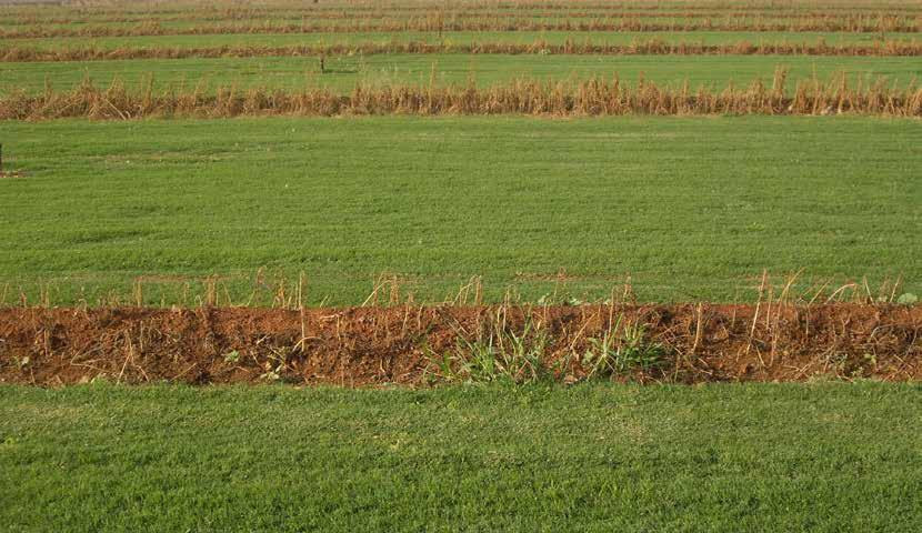 Tepes Cultivados en campos propios de cultivo o en fincas colaboradoras bajo exhaustivos controles de calidad hasta su completo estado de madurez.