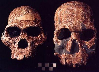 Homo habilis Especie de Homo más antigua que se conoce Capacidad de Construir herramientas
