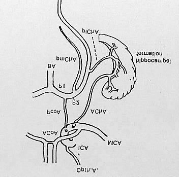 Discusión Figura 48: Diagrama de la distribución vascular del hipocampo: ICA: arteria carótida interna, MCA: arteria cerebral media, ACoA y PCoA: arterias comunicantes anterior y posterior y AChA: