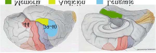 Introducción Figura 7: Lenguaje y memoria son las funciones cerebrales principales del lóbulo temporal.