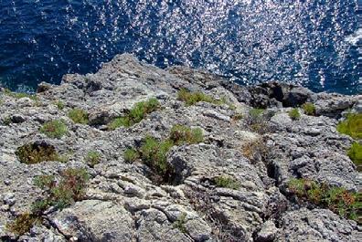 ACANTILADOS CON PLANTAS. Altísimas paredes de rocas que parecen surgir de aguas cristalinas turquesas, y donde sobreviven increíbles plantas adaptadas al viento y la sal.
