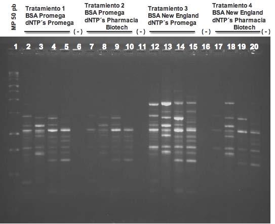 y a la vez se obtiene el mismo número de bandas descritas en otros estudios (Meyer, Marszewska et al. 1999). Figura 7. PCR Huella digital con el iniciador M13 de los aislamientos control de C.