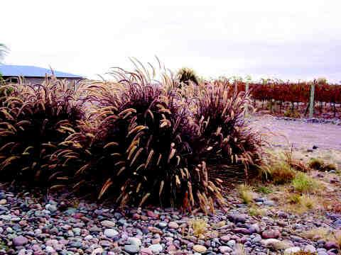 Pennisetum setaceum cv. rubrum África Altura: 1,30 1,70 m Diámetro: 1 1,20 m Características: matas laxas y esbeltas, follaje púrpura de textura gruesa.