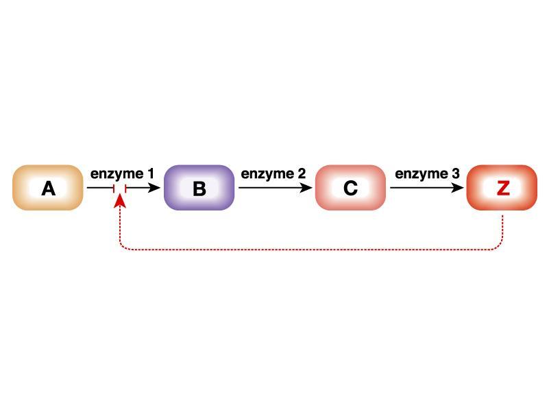 Regulación por Modificación Covalente + ATP Quinasa Fosfatasa P + ADP Inactiva Activa La modificación covalente puede inhibir o activar a una