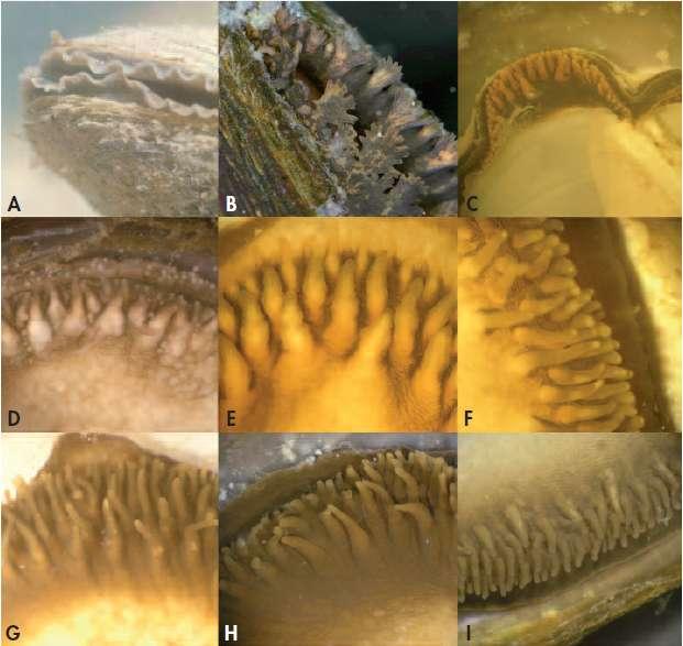 Sifones A: M. auricularia. B: M. margaritifera. C: Potomida littoralis. D: Unio mancus.