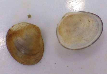 Resultados Otros taxones de moluscos Otros moluscos