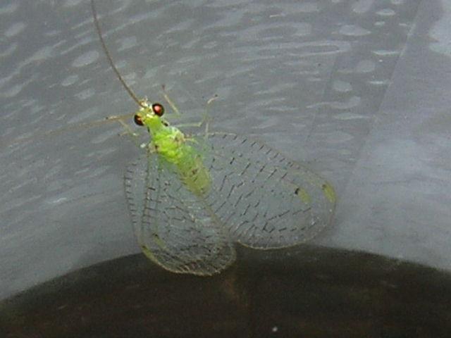 Larva y pupa de Aprostocetus sp,