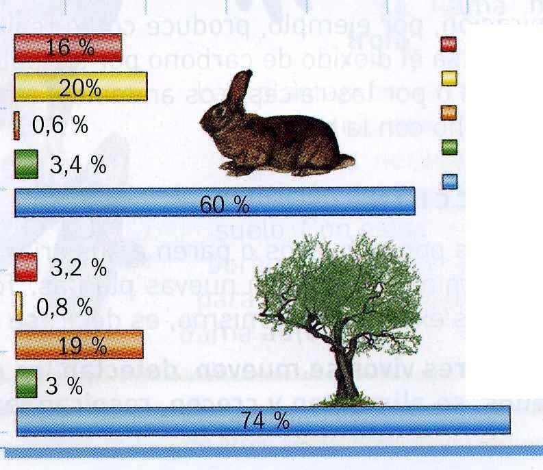 2. LA MATERIA DE LOS SERES VIVOS Observa el dibujo en tu libro de texto y responde: Qué sustancias tienen el conejo y el árbol? agua?... Sales minerales?... sustancias ricas en carbono?